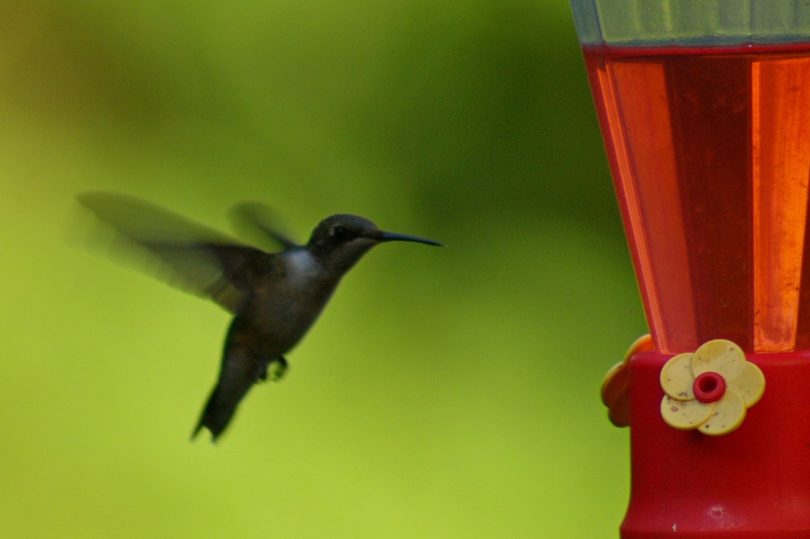 Hummer