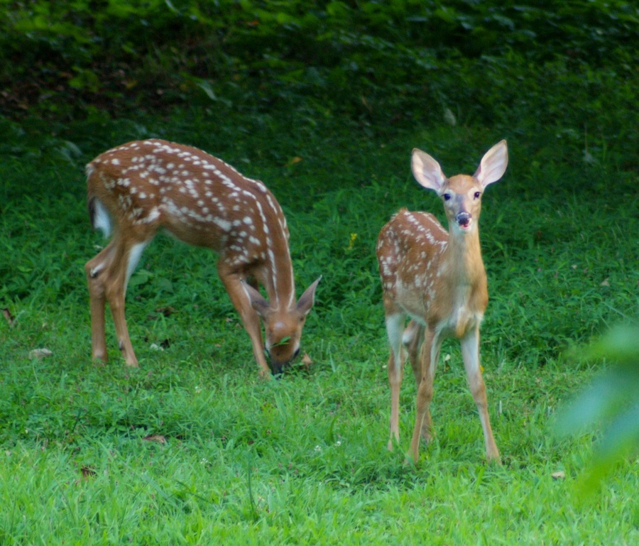 Heads up... the twins are here.