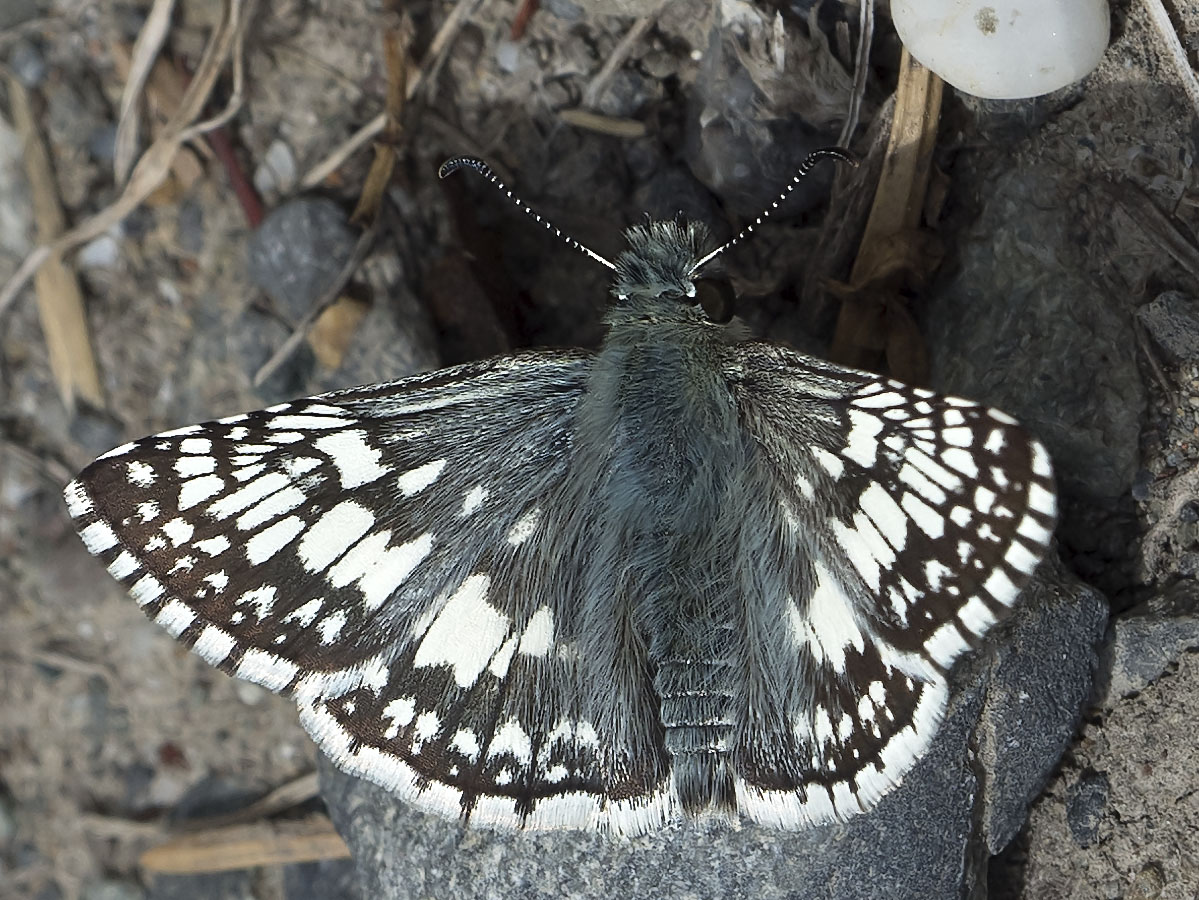 Checkered Skipper