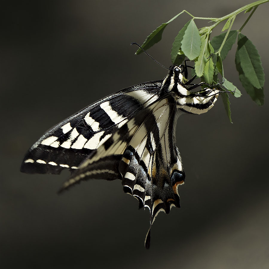 Western Tiger Swallowtail