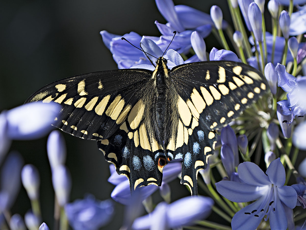 Black Swallowtail I