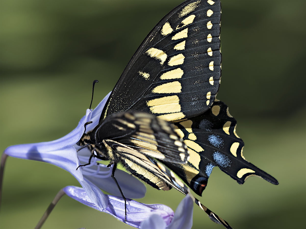 Black Swallowtail II