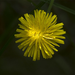Humboldt Botanical Gardens