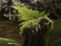 Humboldt Redwoods SP