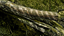 _B004236croofm