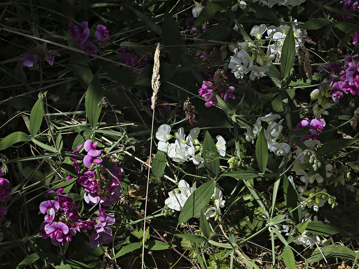 Wild Sweet Peas