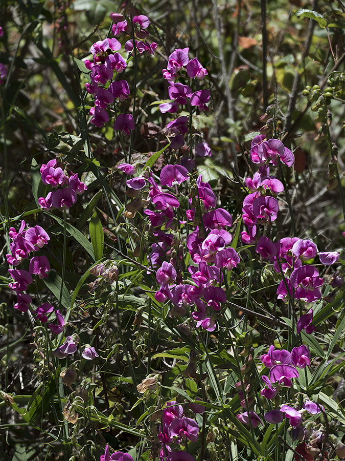 Wild Sweet Peas II