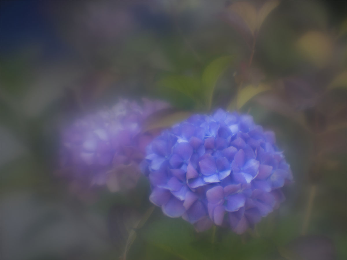 Hydrangea Mix