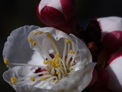 P9103271-apricot-1200
