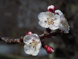 P9113274-apricot-1200