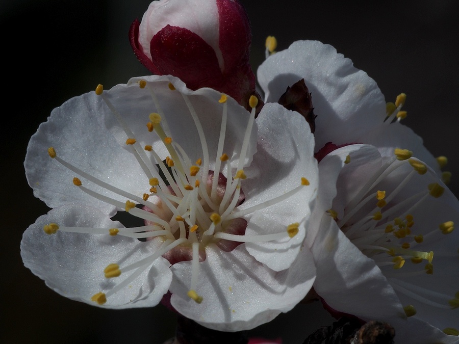 P9113275-apricot-1200