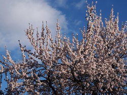 P9063261-almond fls+cloud