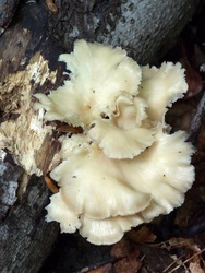 fungus