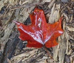 P8143000c_2