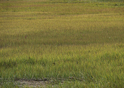 _A007060-69croofm