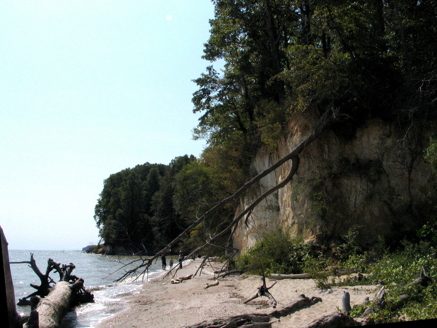 Calvert Cliffs