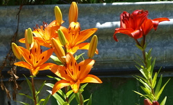 (d) PC280870_cr