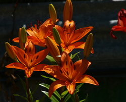 (f) PC280872_cr