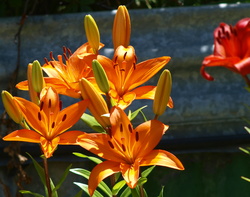 (g) PC280873_cr