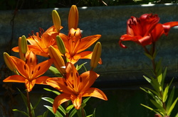 (i) PC280875_cr
