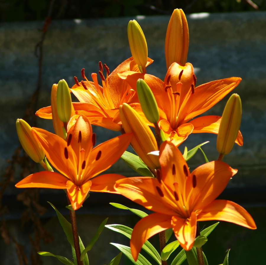 (k) PC280877_cr