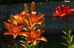 (l) PC280878_cr