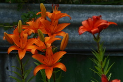 (q) PC310884_cr- - DZ 50-200 ED @ 100 &f4