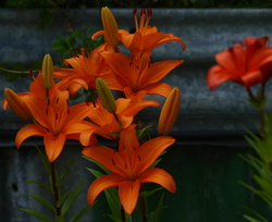 (r) PC310885_cr - DZ 50-200 ED @ 150 &f4