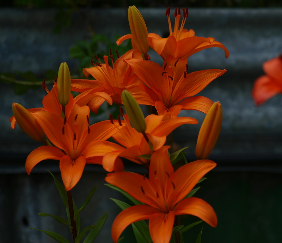 (s) PC310886_cr  - DZ 50-200 ED @ 200 &f4