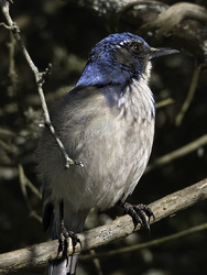 Scrub Jay, closer