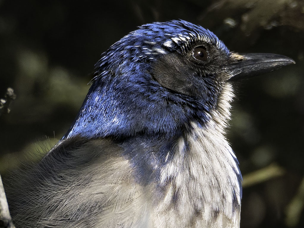 Scrub Jay, 100%