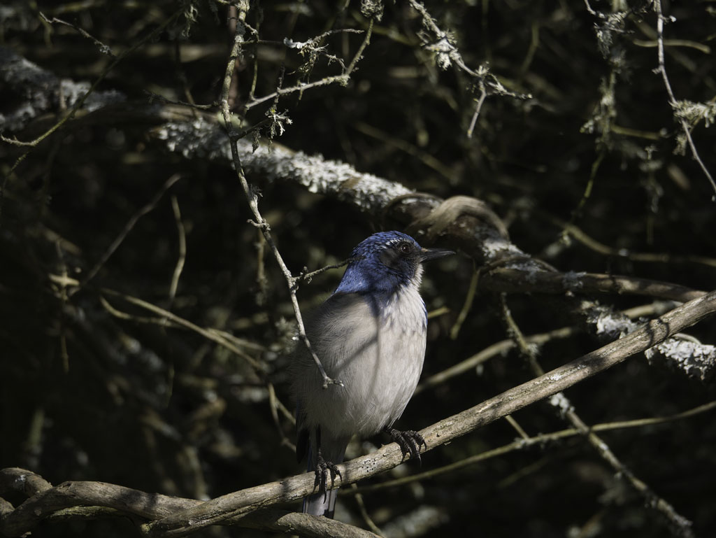 Scrub Jay