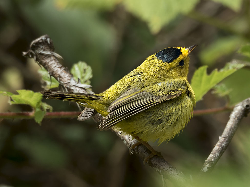 Wilson's Warbler