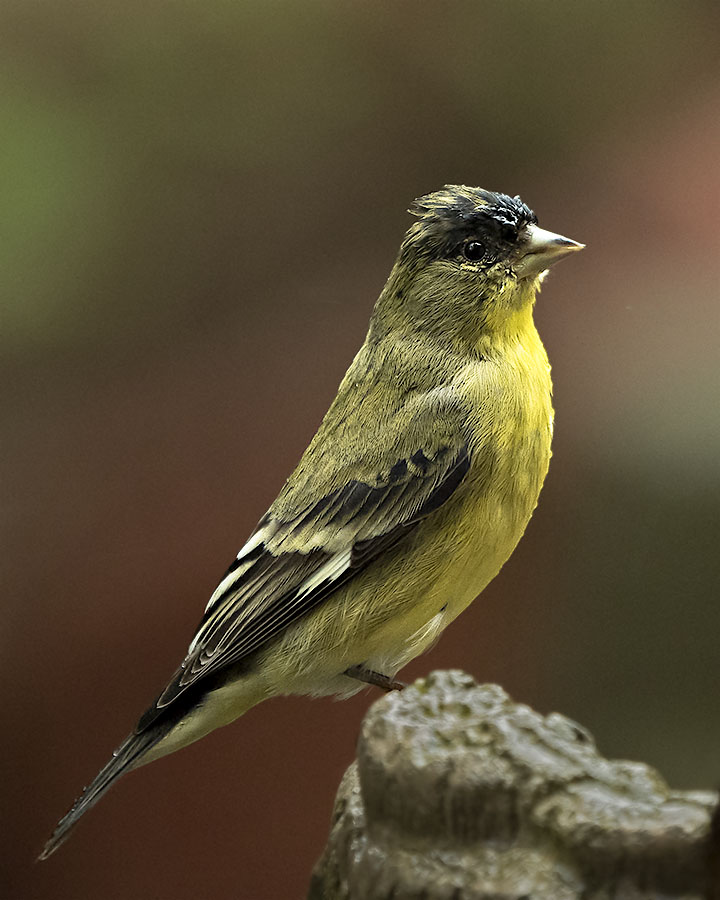 American Goldfinch