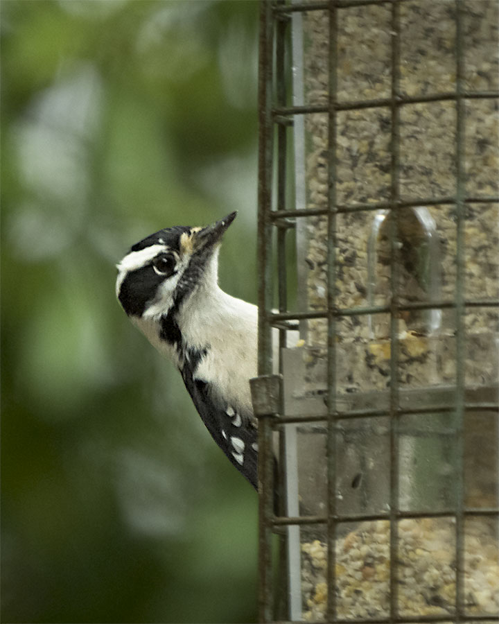 Downy Woodpecker