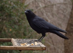 Crow  01162017 017