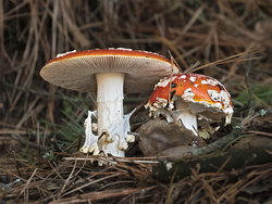 Fungi