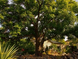 Ash tree