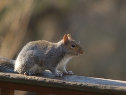 Rodent