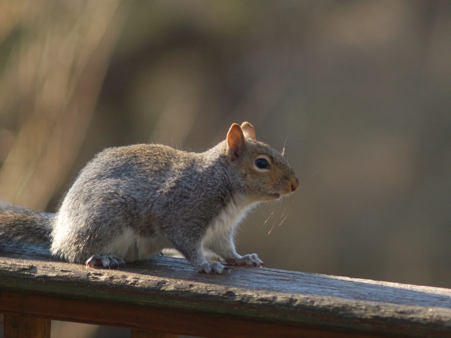 Rodent