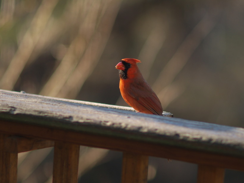 Cardinal