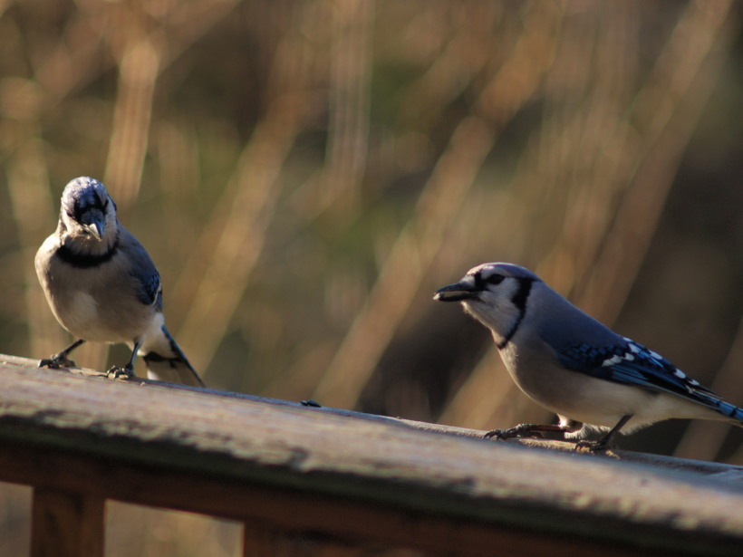 Conversation