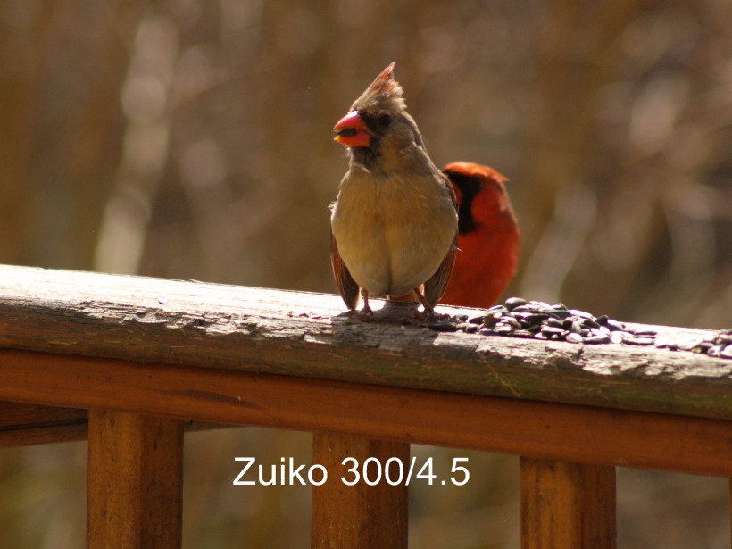 P3111382 Zuiko 300-4.5