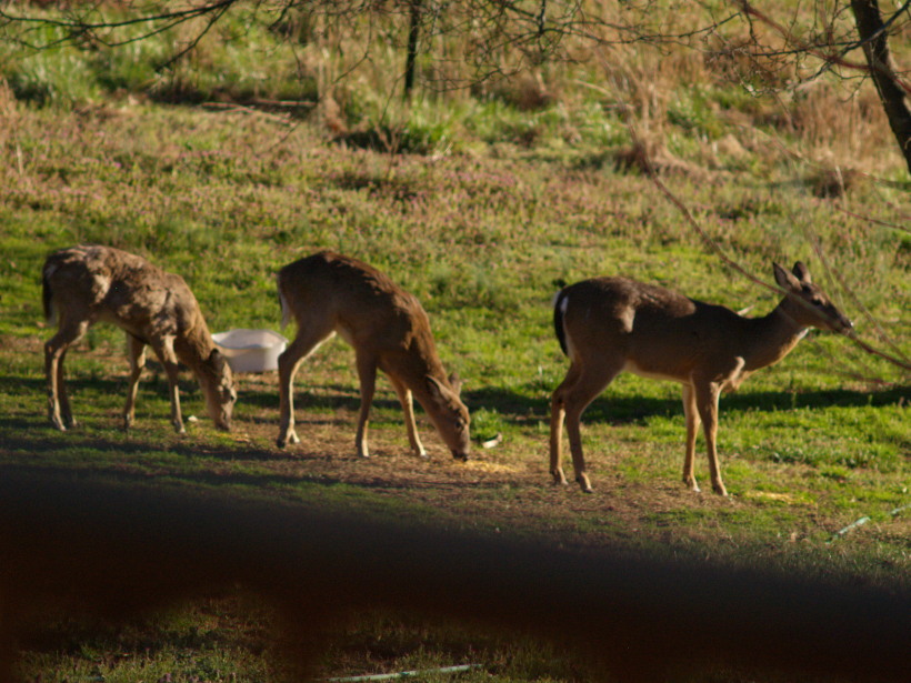 P3111386 Half a herd