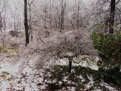 IMG_5507- Frozen Japanese Maple