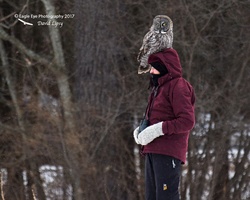 Grey-owl ME-IMG_8845
