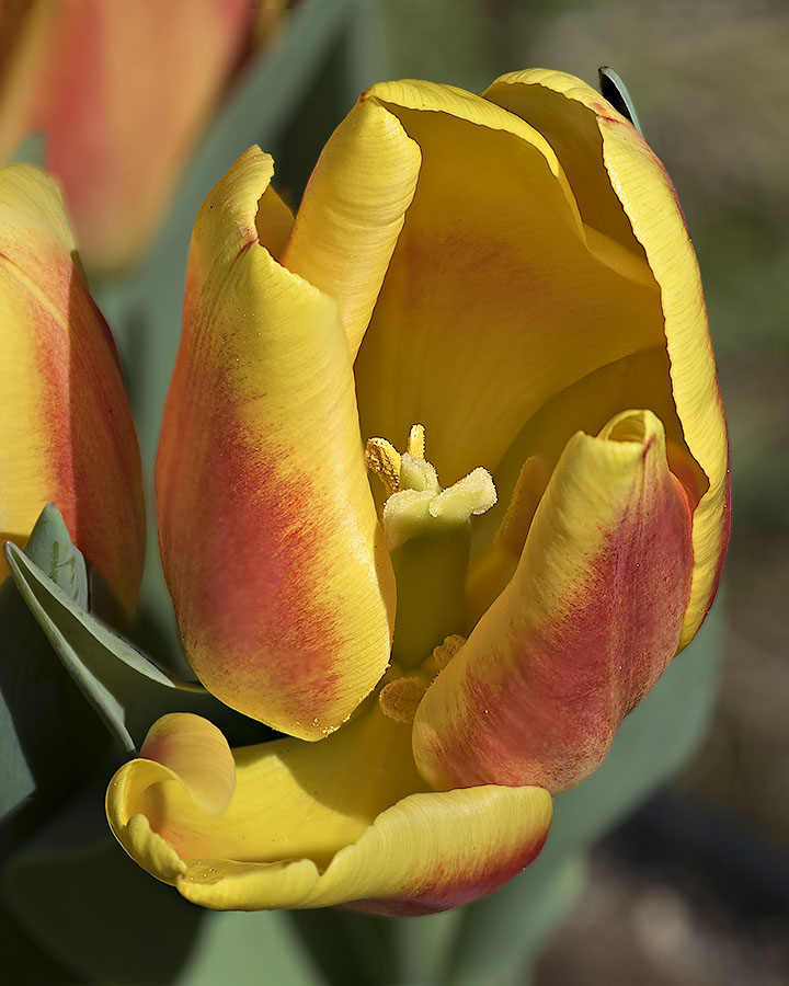 Tulip