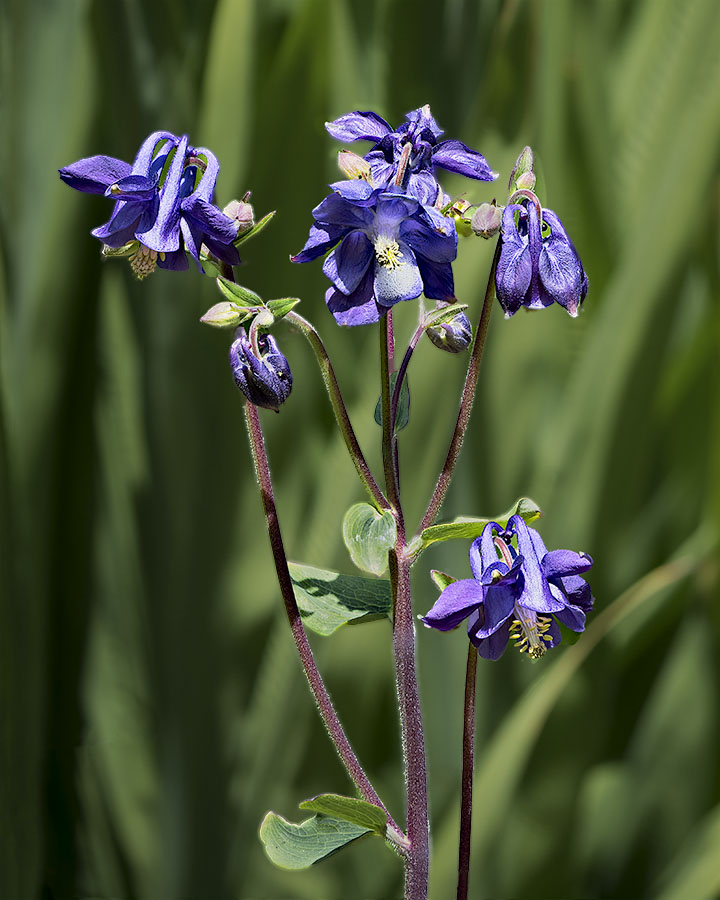 Columbine in Blue