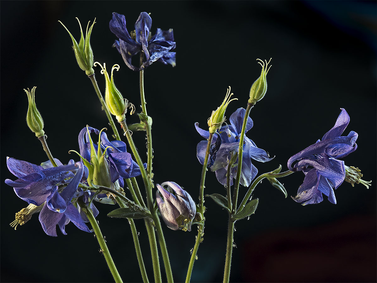 Columbine in Blue II