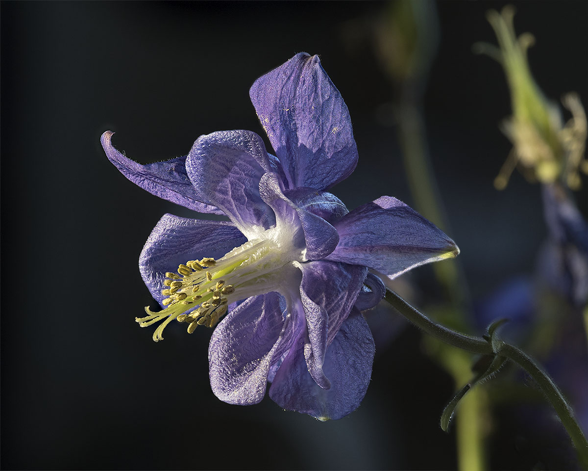 Columbine in Blue III